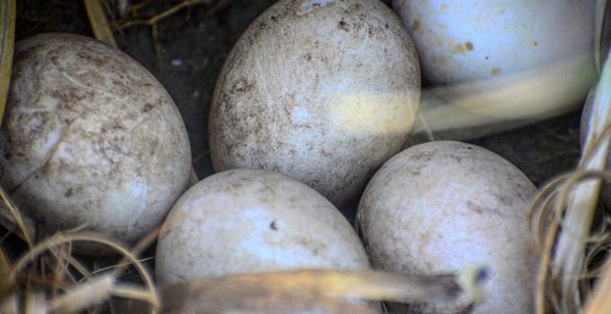 usaha ternak bebek petelur memanen telur